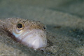 Weeverfish
Olympus E-PL2 - 45mm macro - 2 YS-D1
ISO 200 - f9,0 - 1/180th