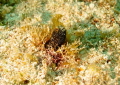 Curious Blenny