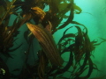 Kelpfish, taken freediving with Canon S95 in Recsea housing.