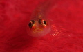 Goby on a soft coral
Canon S100 with Epoque diopter