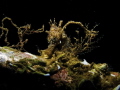 Sea Horse
Canon G12
f/8
1/2000
ISO-80