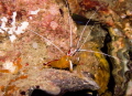 Skunk Shrimp