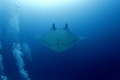germam channel, manta across my head!
Canon 600d f5.6 1/160 iso 100 tokina 17mm with strobe
