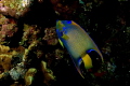 anglefish shot at dolphin point grand cayman