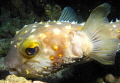 A very sad looking pufferfish. Taken on a night dive