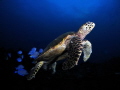 Turtle in Recife - Brasil.