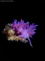 Flabellina