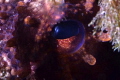 occhio