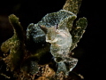 Green nudi dancer.
