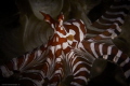 The wonderpus octopus. The behavior of the mimic octopus seems to be very similar to that of the wonderpus octopus.
Shooted by macro 60 mm.