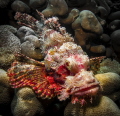 Scorpion Fish