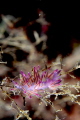 flabellina