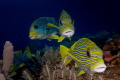 three lip fish