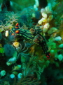 Nembrotha Garden taken on canon G10 with natural light/