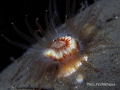 cup coral