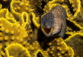 Canon G12 
After A long wait for the young moray eel to pop up again from it