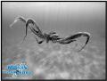 Octapus Sony Compact Camera with fish eye  extra lens