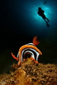 Nudi and diver
double exposure