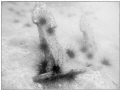 MV Union Star 17 (AKA Sugar Wreck) Anchor, Lying at 17m shot in ambient light and converted to black and white.