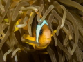 clown fish