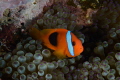 clown fish