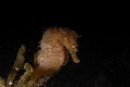sea horse
