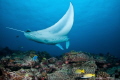 manta is coming