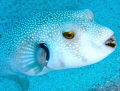 Pufferfish