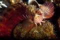 Mosshead Warbonnet