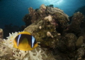 On a reef in Marsa Alam  Red Sea 
A baby anemone fish with its parent .