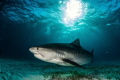 Tiger Shark @ Tigerbeach