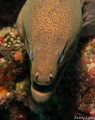The look