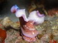 Two flatworms in a penis fencing, a particular reproductive behavior