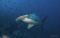 Solitary Hammerhead
Picture taken at La Nevera - Malpelo Island 2010