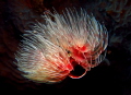 tubeworm