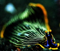 Unique species