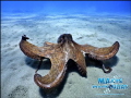 Octapus - Sony Compact Camera - Sony Housing - Extra Fish Eyes Lens