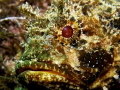 It is autoportret in the Scorpionfish eye.
f5.6, 1/200sec,ISO 50. focus 18 mm. There were built-in strobe and hand -made very powerful Strobe.
