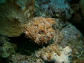 Stone Fish