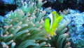 Clown Fish
