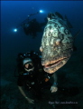 Went to Sodwana to try out re- breathers. Fish love photo bombing too!!!