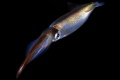 Market Squid