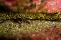 Squat Lobster