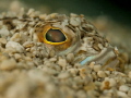 ambush