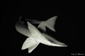 Remora