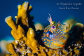 Blenny Mandarin, Plataforma Tiburon Mexico