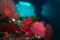 Raja Ampat windows.  Similar shot to the one Burt and Maureen have in their book.