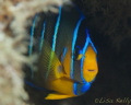 This fish was happy to pose while I practice my macro skills