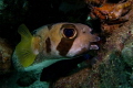 This Porcupinefish was just hanging around under a table corall waiting for me to get the right settings.  All the time studying me with his big black eyes. The shot is taken on adang beach outside Koh Lipe with a canon S95 and a focus light only.