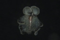 Flatworm swimming